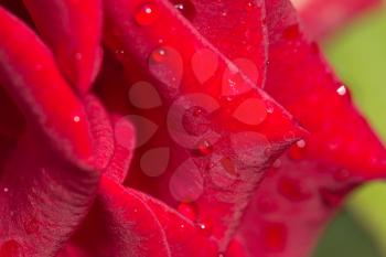 water drops on a red rose. macro
