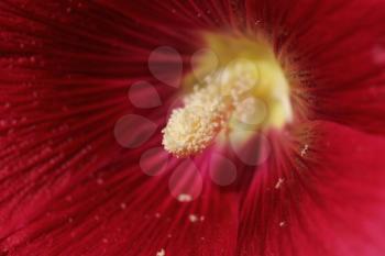 pollen in a red flower. macro