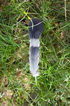 pigeon feather in nature