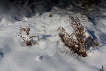 dry grass in the snow as a backdrop