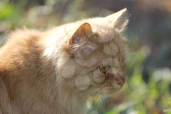 ginger cat in nature