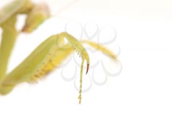 foot praying mantis on a white background. macro