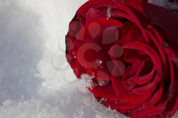 Red Rose in the snow