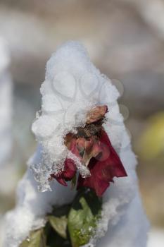 snow on the rose