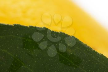background of lemon leaves. macro