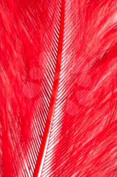 red feather on a white background. macro