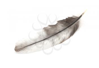 feather on a white background. macro