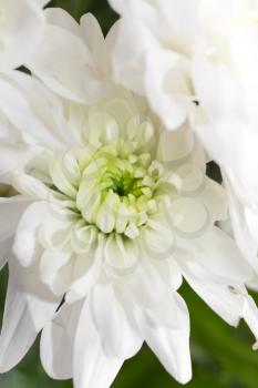 Close view of white flower : aster with white petals and yellow heart