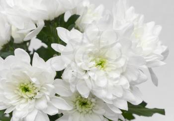 Close view of white flower : aster with white petals and yellow heart