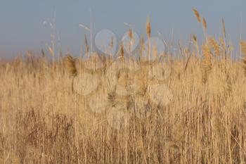 yellow, dry reeds in the background