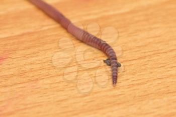 red worm on a wooden background