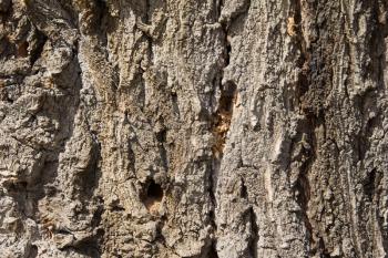 tree bark as background