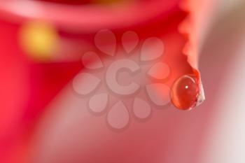 drop of water on the red petals of a flower. macro