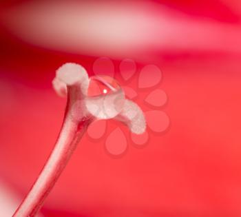 drop of water on a red flower pistil. macro