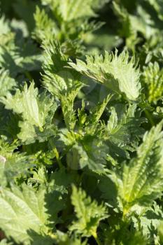 Close up of green nettle leaves with selective focus