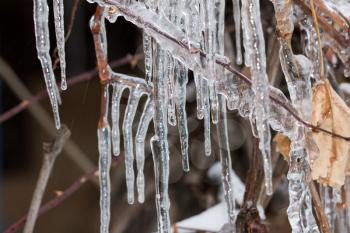 Close-up of ice on a tree in winter