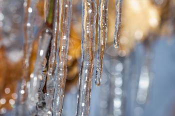 Close-up of ice on a tree in winter
