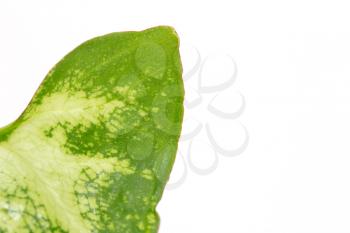 green leaf on a white background. macro