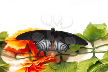 beautiful butterfly