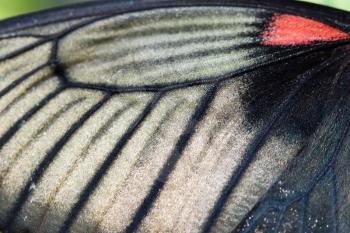 macro photo of morpho butterfly wing bottom side