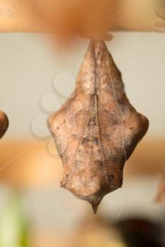 butterfly cocoons