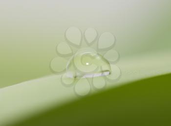 water drop on green leaf. macro