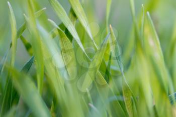 green grass in the background. macro