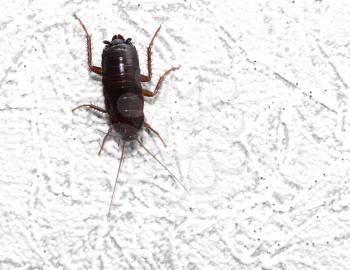 black beetle on the wall. macro