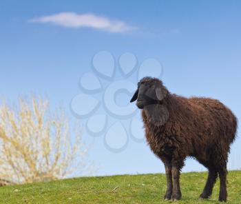 portrait of a sheep on a background of blue sky