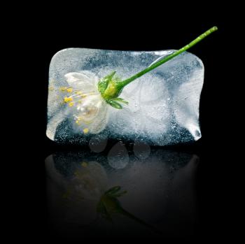 flower in ice cube on a black background