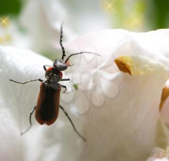 small bug on a flower in nature. macro