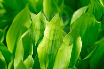 beautiful lily leaves in nature