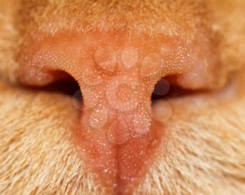 nose red cat. macro