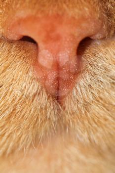 nose red cat. macro