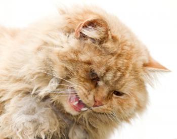 red cat on a white background