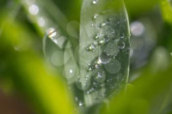 water drops on grass nature. macro