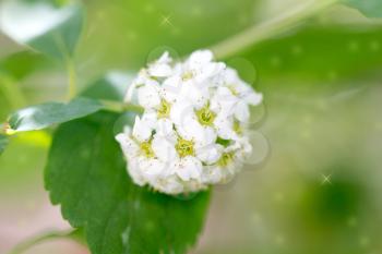 beautiful white flowers in nature. macro