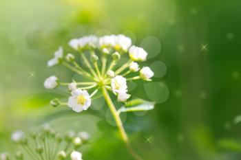 beautiful white flowers in nature. macro