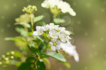 beautiful white flowers in nature. macro