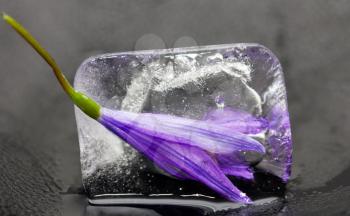 Bluebell flower in ice on a black background