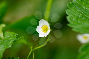 beautiful flowers of strawberry in nature