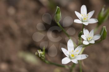 Beautiful snowdrop flowers in nature