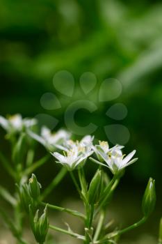 Beautiful snowdrop flowers in nature