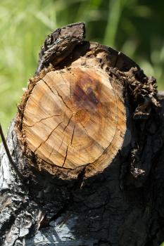 tree stump on the nature