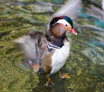 Daisy Duck in the water