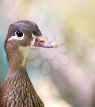 Daisy Duck portrait