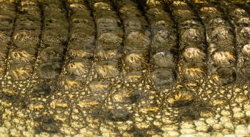 crocodile skin as background