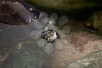 Turtle looks out of the water