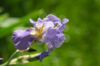 beautiful iris flower in nature