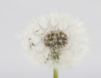 dandelion on a white background. macro